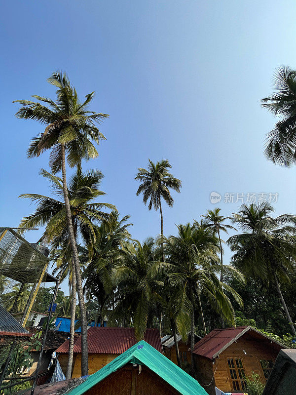 皇家棕榈树(Roystonea regia)生长在木制海滩小屋的屋顶上，度假屋树屋的窗户，热带棕榈树与阳光明媚的蓝天隔绝，从下面看